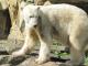 Berlin Zoological Garden, Germany